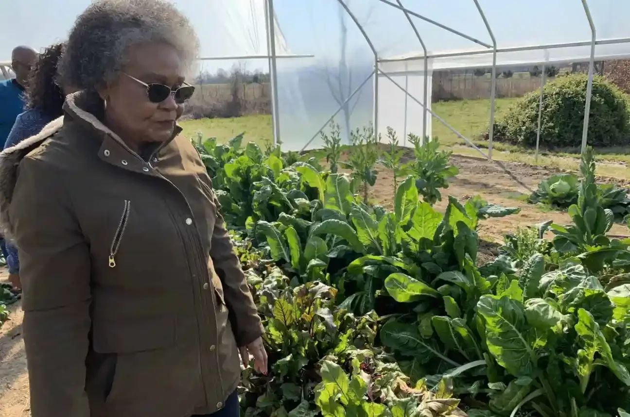 A visit among leafy vegetables inside the farm high tunnel