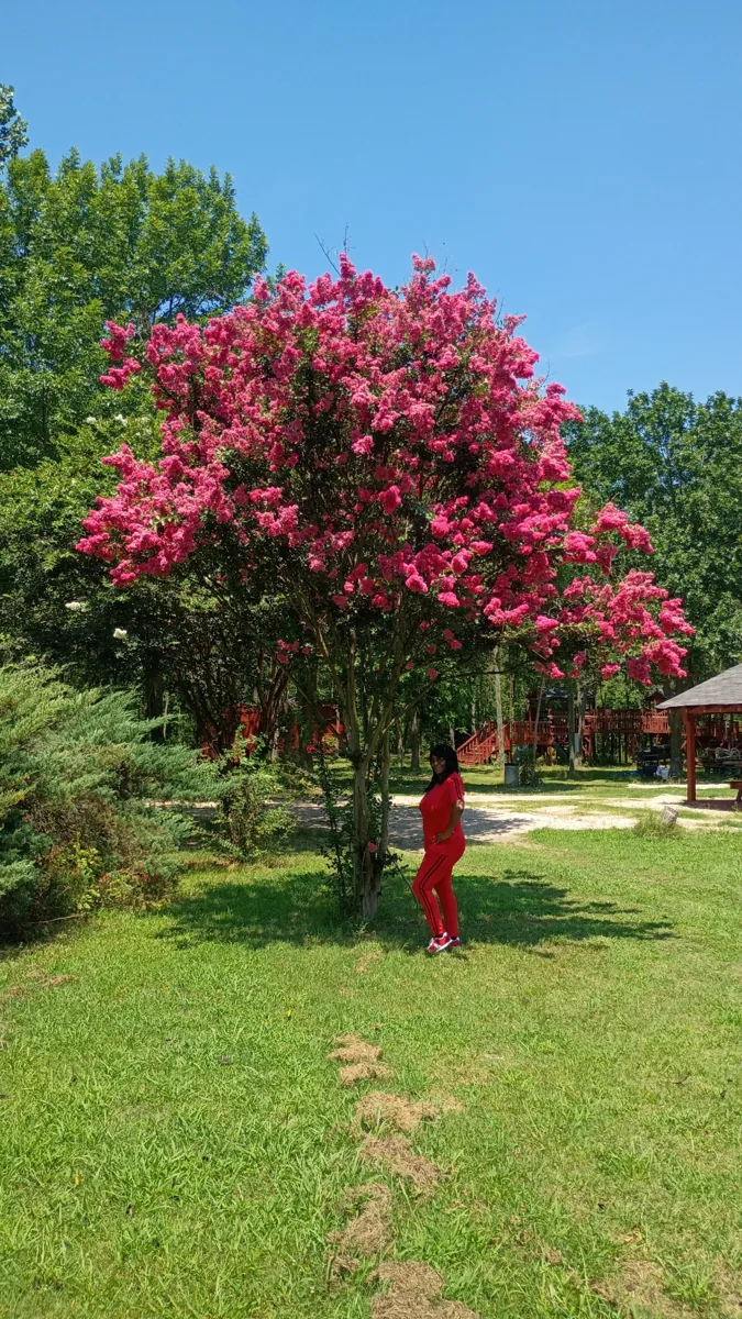 Flowering tree on the grounds at Young Family Farm